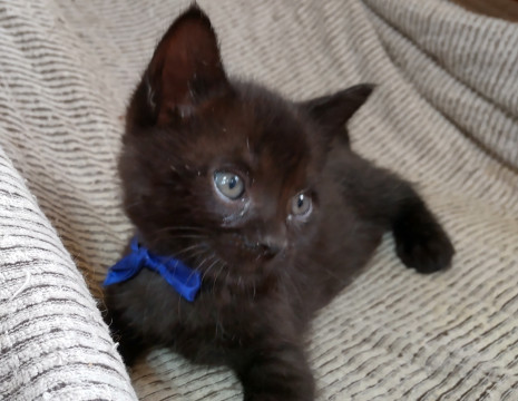のんびり落ち着いた黒猫