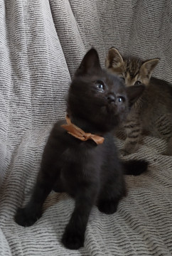 甘えたさんの黒猫