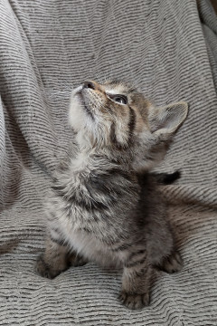 可愛いかわいいキジトラ