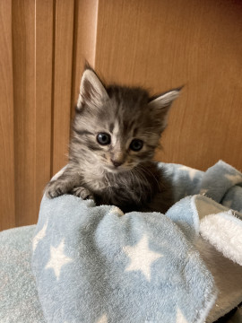 きょうだい猫❗️長毛ちゃん❣️