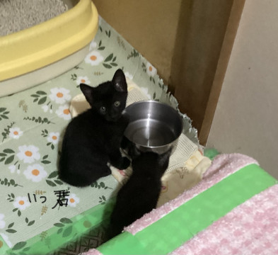 4兄弟