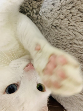 オッドアイの白猫くん!