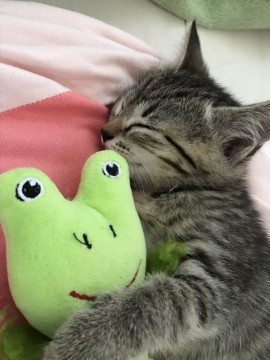 こっちをむいて♡♡♡ふくちゃん♡
