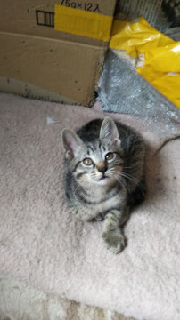 ?かわいい子猫?里親募集?