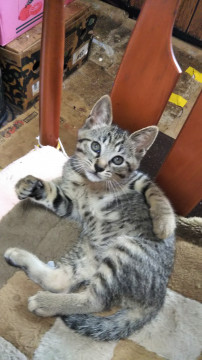 ?かわいい子猫?里親募集?