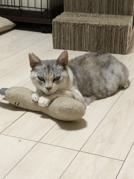 穏やかな優しい美猫です!