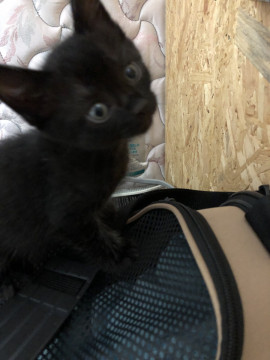 人間大好き!黒猫5兄妹
