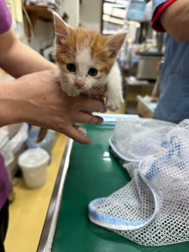 可愛い茶白の子猫ちゃん2️⃣