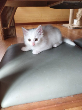 ふわふわロン毛の白猫ちゃん