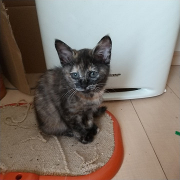 生後2ヶ月のサビ猫ちゃん