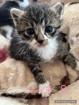 保健所収容猫 期限6月末