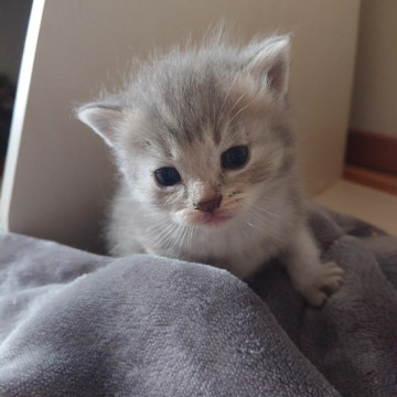 【子猫】グレーのトラ柄