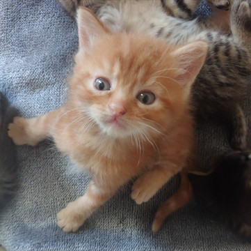 【子猫】茶色のクラシックタビー?