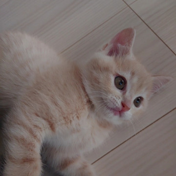 【母猫】やんちゃなクリームちゃん