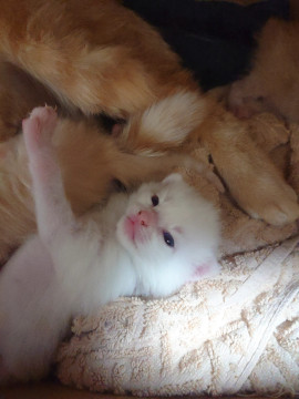 【子猫】白猫