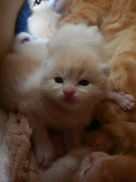 【子猫】クリーム色のトラ柄