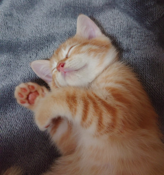 【子猫】3匹のママに育てられた茶トラくん