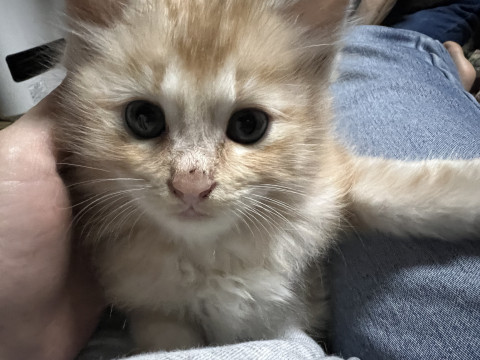 まぁるいキツネ?似のふわふわ猫