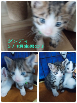 カッコ良い子