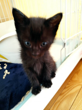 小柄でカギ尻尾の黒猫の男の子