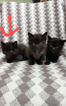 ふわふわ長毛子猫☆①