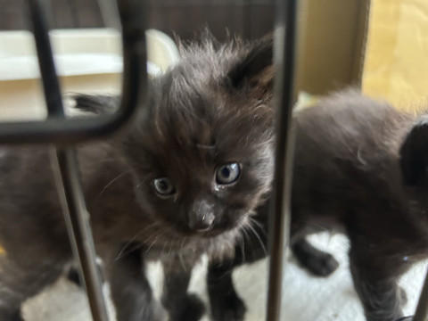 元気いっぱい黒猫ちゃん