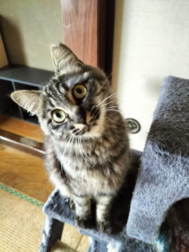 個性強め☆ブリトニーお嬢様