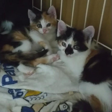 可愛い三毛子猫?姉妹生後1ヶ月