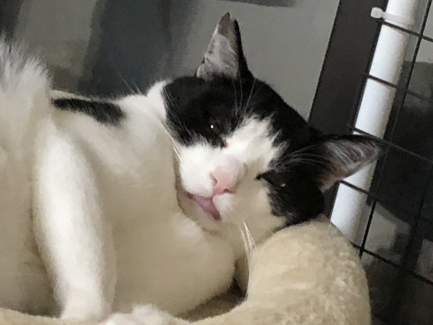 優しいハチワレくん！