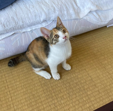 優しい里親さんに迎えていただきました❗️