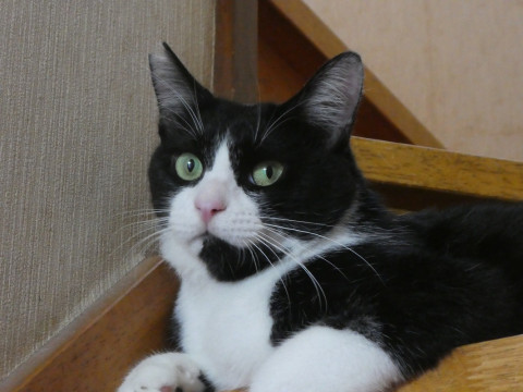 こんな顔ですが甘えんぼうです!