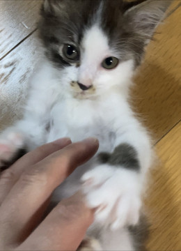 長毛の生後1〜2ヶ月の子猫
