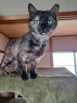 多頭飼育崩壊Aの子①人懐こいサビ猫さん