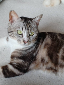 多頭飼育崩壊Aの子②人懐こいアメショ風