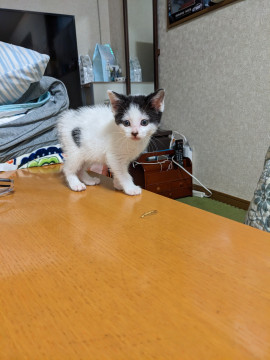 白黒ぶち1ヶ月♂
