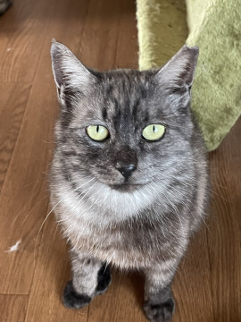 多頭飼育崩壊の子➄黒サビさん