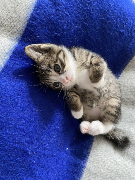 可愛いキジトラちゃん