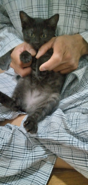 家で生まれた保護子猫3
