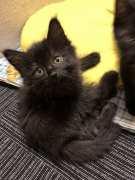 毛がフワフワの可愛い黒子猫