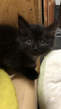 可愛いフワフワの黒猫ちゃん