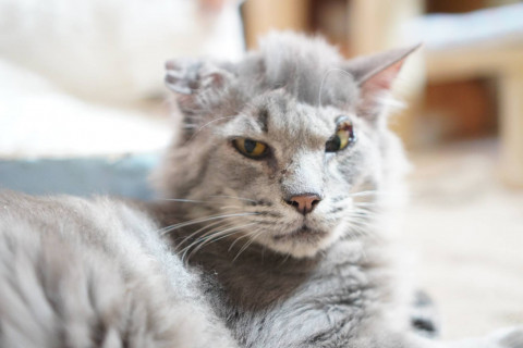 ターバンアタロー☆３歳以上