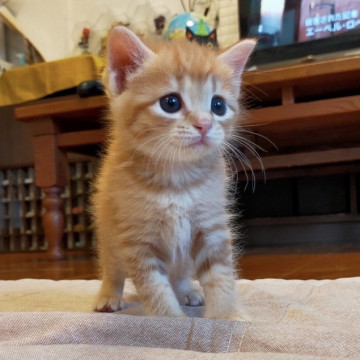 しつこいくらい構って欲しい茶々丸