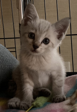 かわいいシャム系の男の子♡