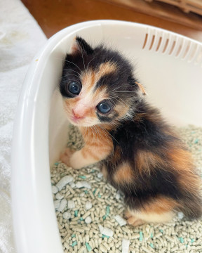 子猫★カイちゃん(❶❷⑥