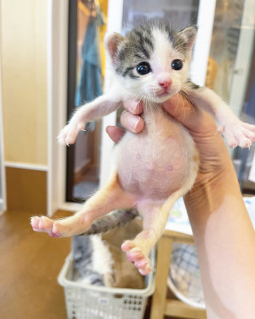子猫★空ちゃん(❶❷⑦
