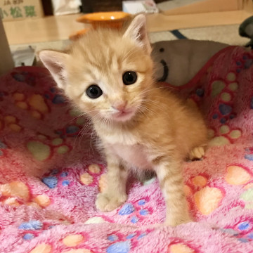 天然、おとぼけキャラのかわいいタンくん