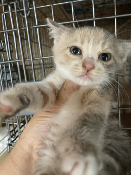 パステル三毛ちゃん