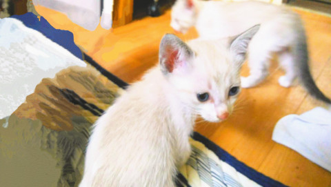 シャム系のかわいい子猫たち