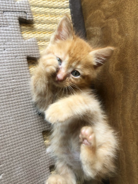 かわいい茶トラちゃん
