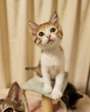 かわいい三毛子猫2ヶ月半コロコロ兄妹